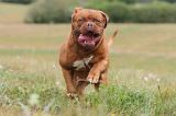 DOGUE DE BORDEAUX 070